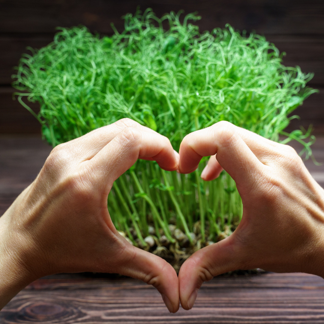 Hands forming a heart shape with a background of assorted herbs, symbolizing the ongoing support in holistic health at Red Leaf Wellness.