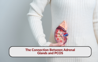 Person holding an anatomical model of adrenal glands, illustrating the connection between adrenal glands and PCOS.