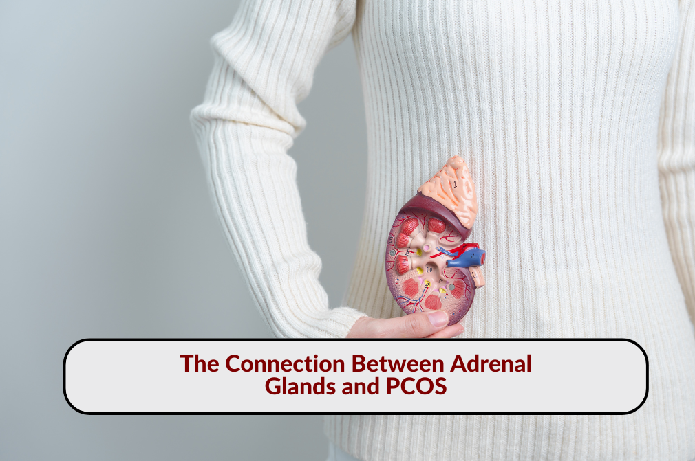 Person holding an anatomical model of adrenal glands, illustrating the connection between adrenal glands and PCOS.