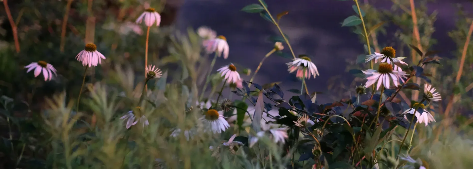 photo - wild flowers growing in a field with grass fertility acupuncture edmonton