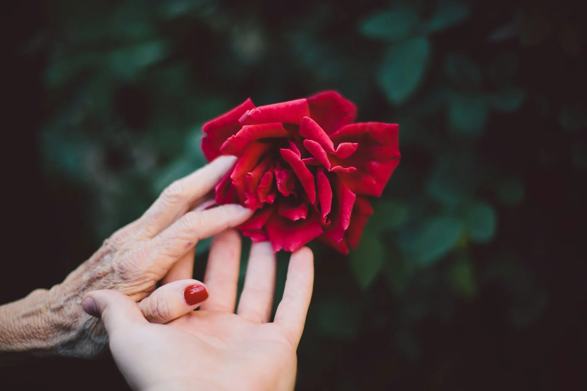 photo - a younger and older hands touching a red rose against a green backdrop of pants, natural remedies to treat PCOS