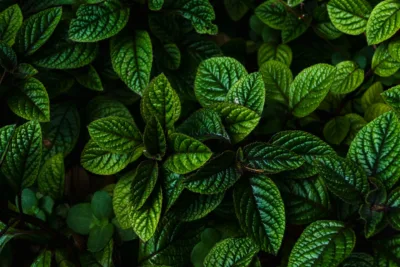 photo - peppermint leaves to be made into the best tea for digestion