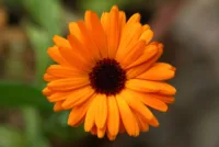 calendula flower plants and uses