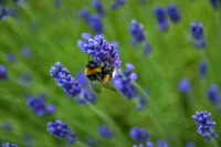 healing flowers of lavender in grass