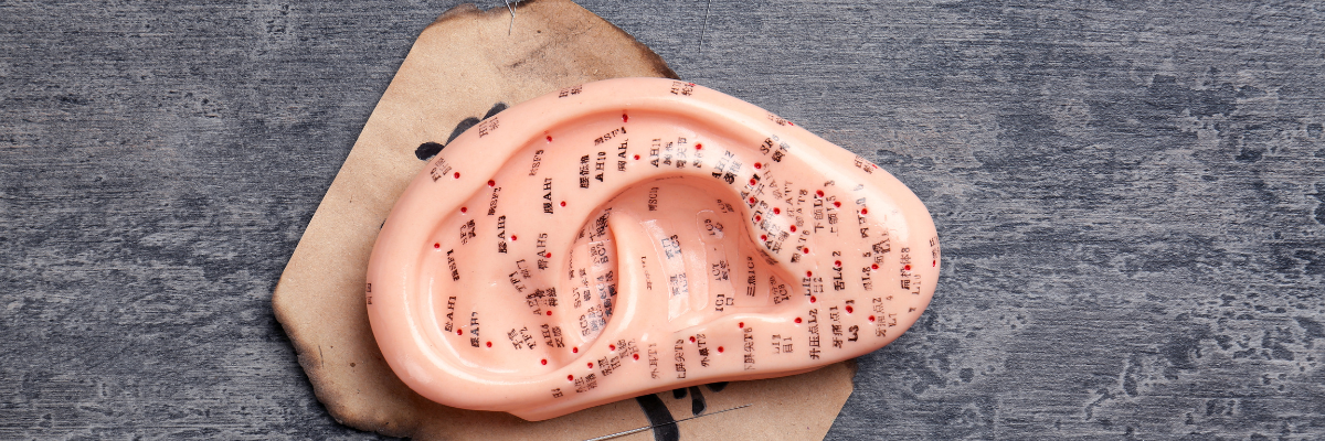 Anatomical ear model showing auricular acupuncture points used for hormone balance and stress relief at Red Leaf Wellness Edmonton