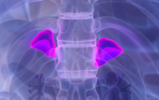 Anatomical illustration highlighting the adrenal glands above the kidneys.