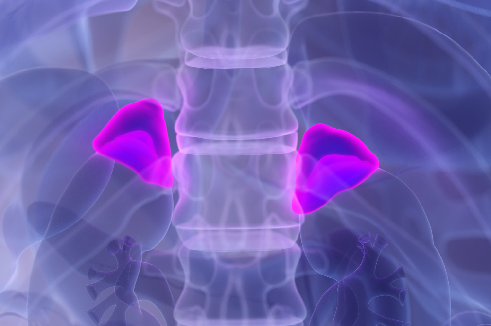 Anatomical illustration highlighting the adrenal glands above the kidneys.